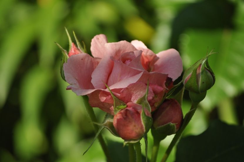 _DSC0344 - VARA 2021_3