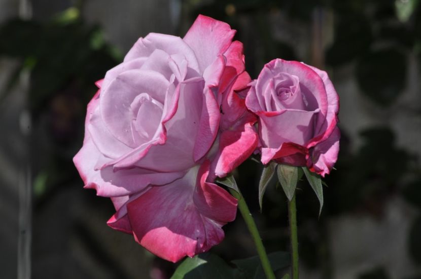 _DSC0351 - VARA 2021_3