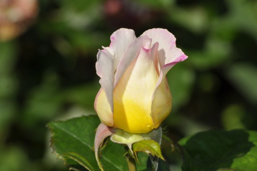 _DSC0359 - VARA 2021_3