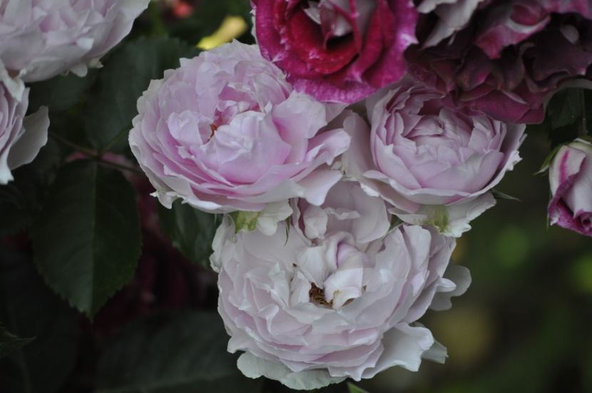 _DSC0370 - VARA 2021_3