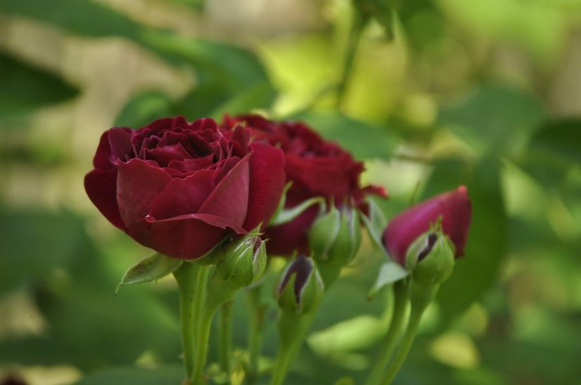 _DSC0374 - VARA 2021_3