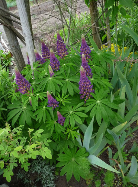 2021 - Lupinus