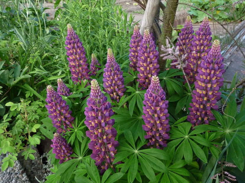  - Lupinus