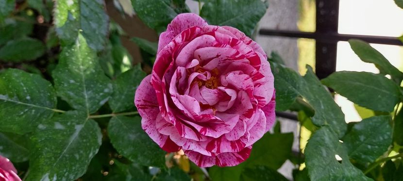  - Trandafiri satirati 2021