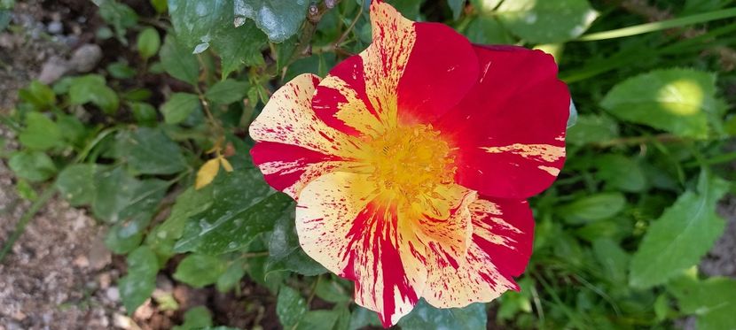  - Trandafiri satirati 2021