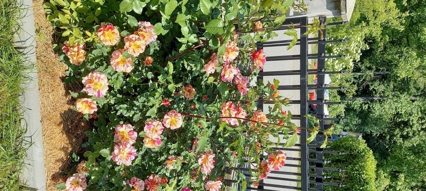  - Trandafiri satirati 2021