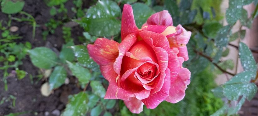  - Trandafiri satirati 2021