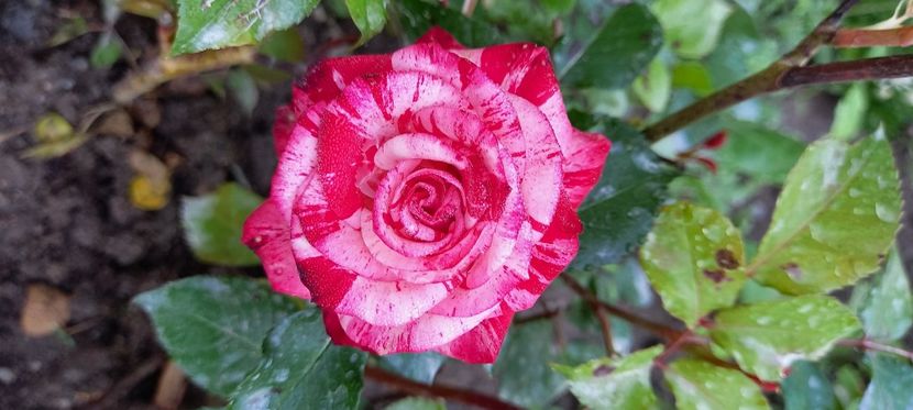  - Trandafiri satirati 2021