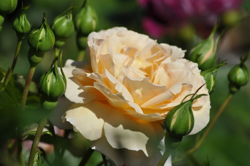 _DSC0379 - VARA 2021_3