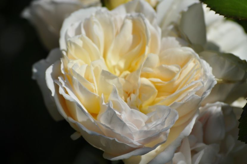 _DSC0380 - VARA 2021_3