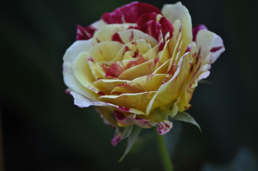 _DSC0384 - VARA 2021_3