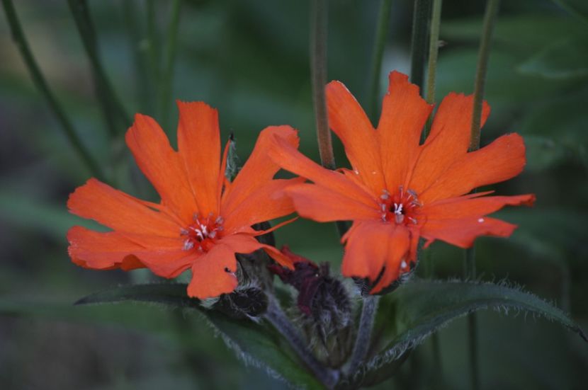 _DSC0385 - VARA 2021_3