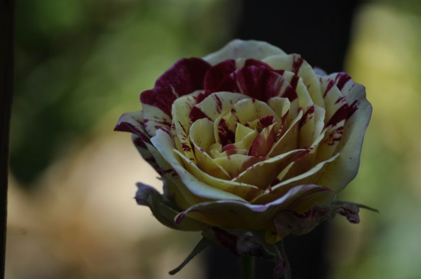 _DSC0386 - VARA 2021_3