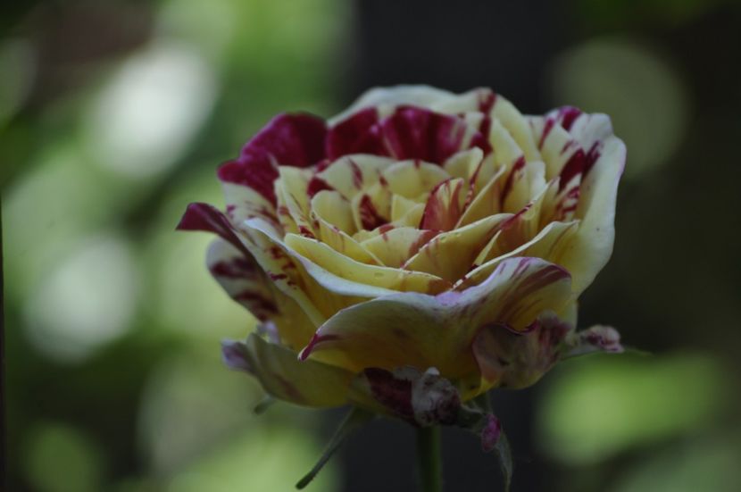 _DSC0387 - VARA 2021_3