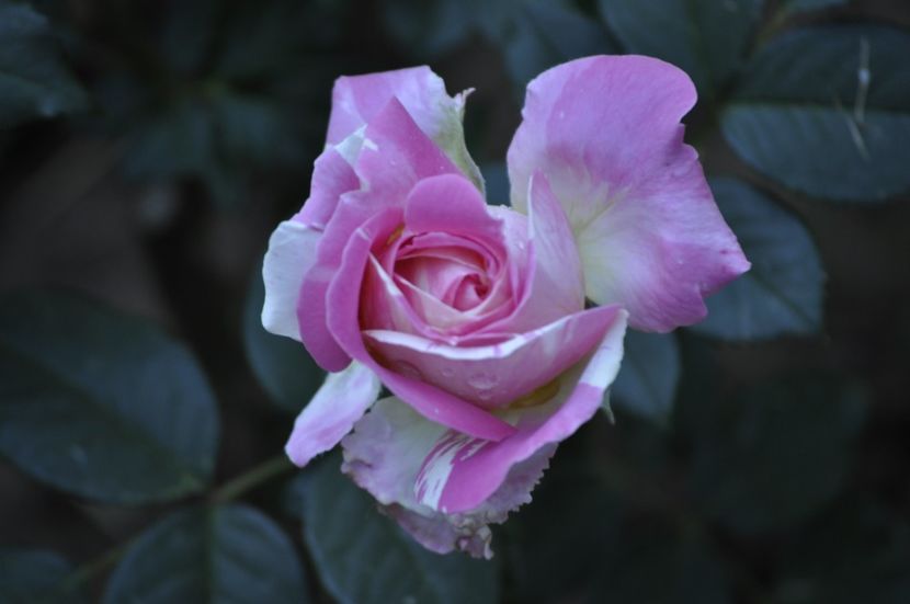 _DSC0388 - VARA 2021_3