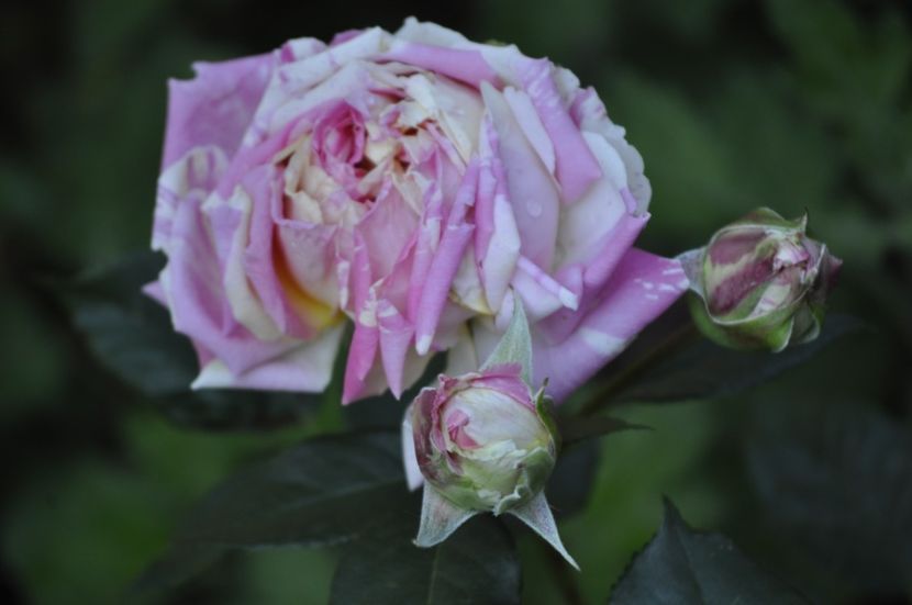 _DSC0390 - VARA 2021_3