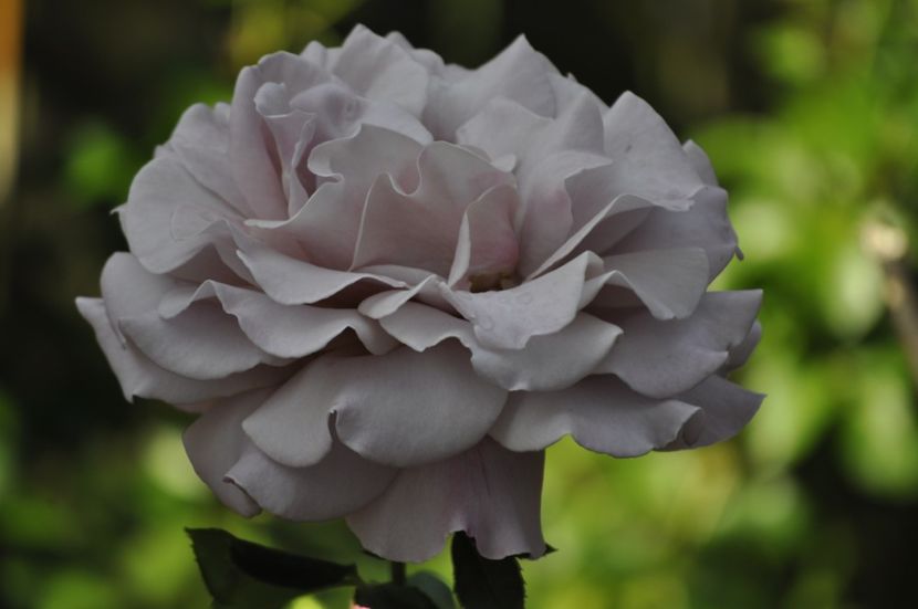 _DSC0397 - VARA 2021_3