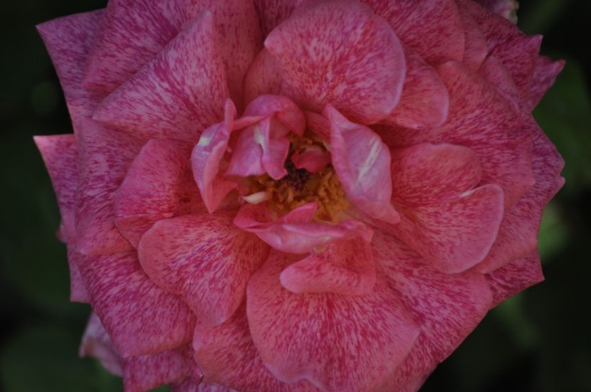 _DSC0455 - VARA 2021_4