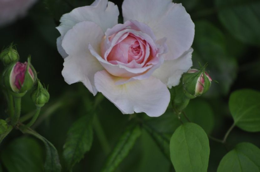 _DSC0478 - VARA 2021_4