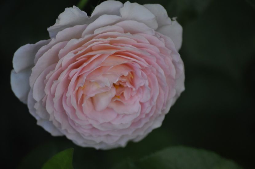 _DSC0479 - VARA 2021_4
