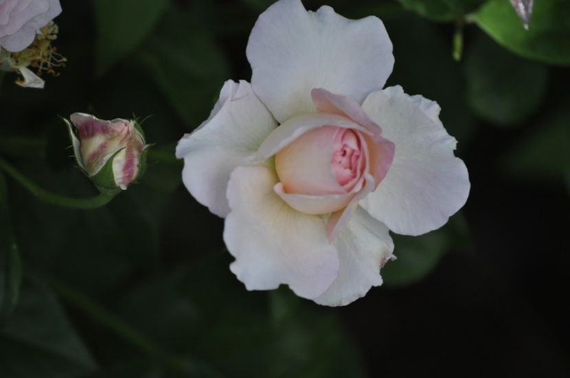 _DSC0480 - VARA 2021_4