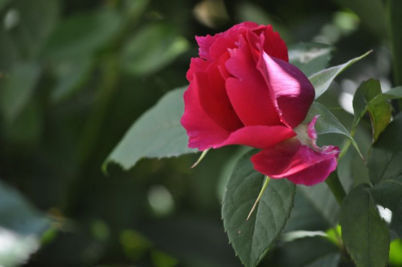 _DSC0487 - VARA 2021_4