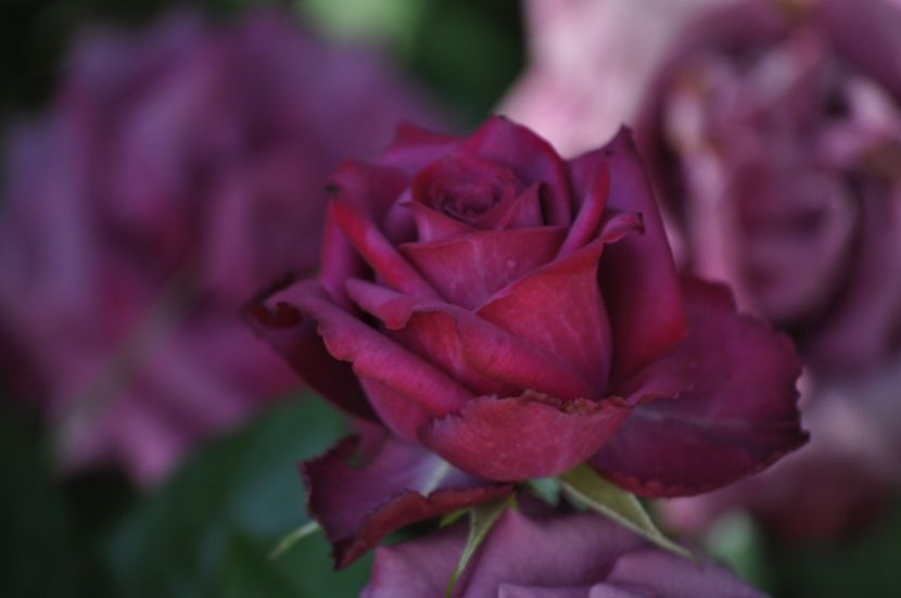 _DSC0493 - VARA 2021_4