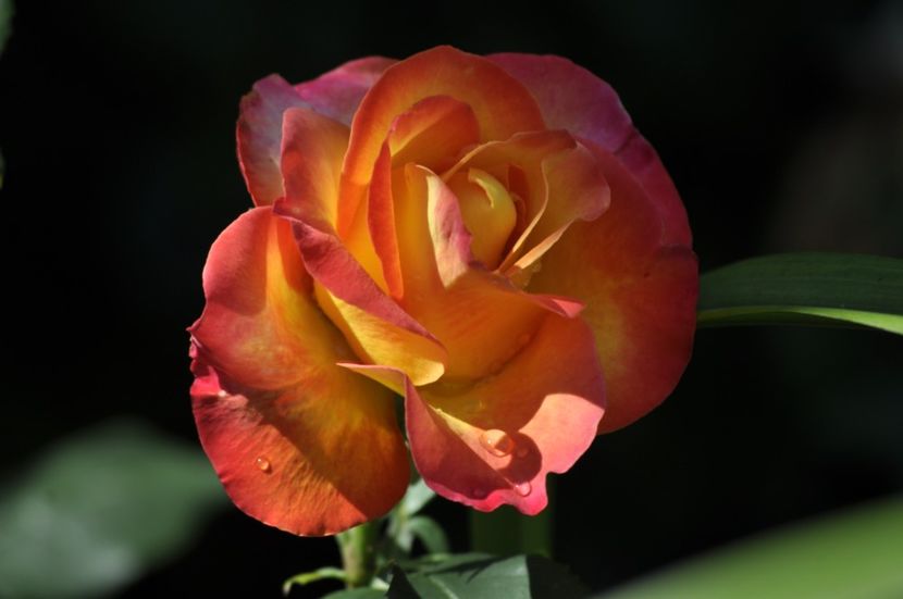 _DSC0498 - VARA 2021_4