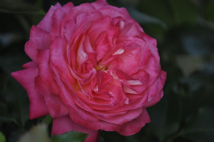_DSC0499 - VARA 2021_4