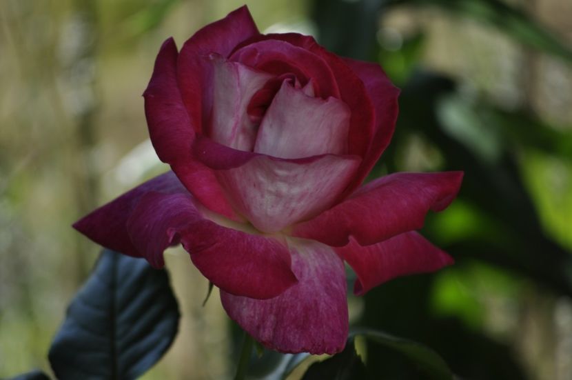 _DSC0538 - VARA 2021_4