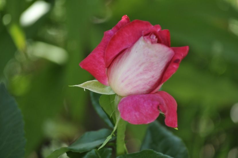 _DSC0539 - VARA 2021_4