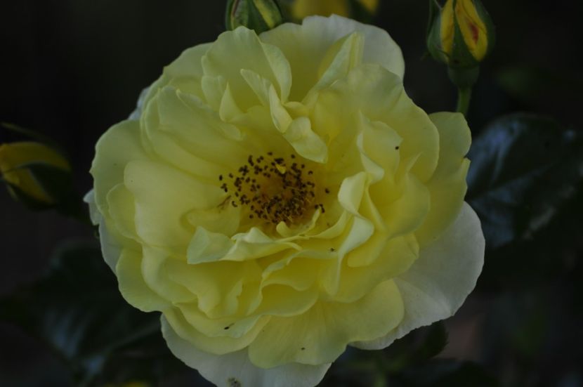_DSC0540 - VARA 2021_4