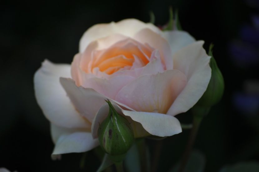 _DSC0568 - VARA 2021_4