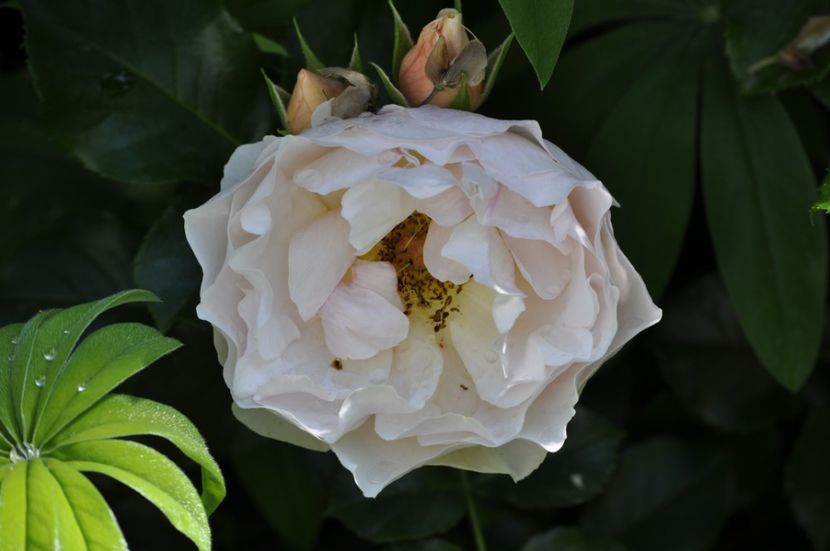 _DSC0574 - VARA 2021_4