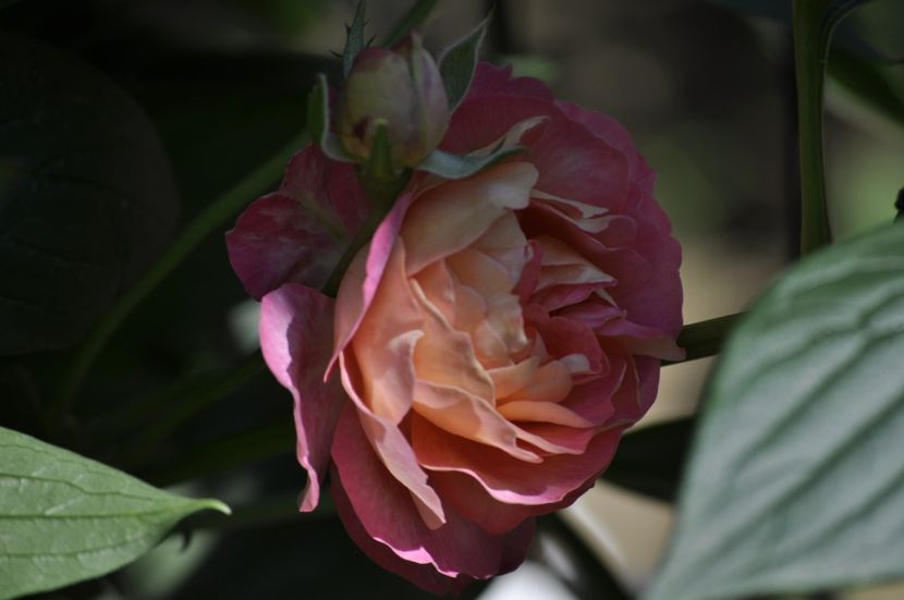 _DSC0586 - VARA 2021_4
