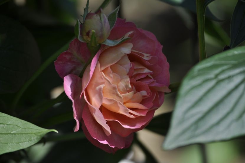 _DSC0587 - VARA 2021_4