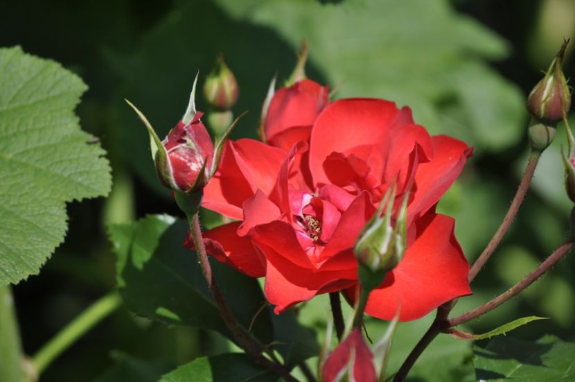 _DSC0589 - VARA 2021_4