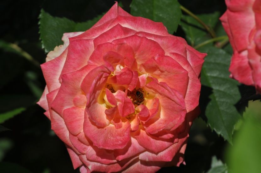 _DSC0593 - VARA 2021_4