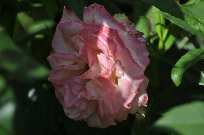 _DSC0594 - VARA 2021_4