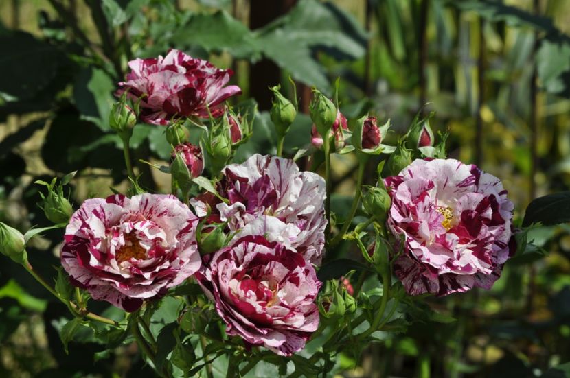 _DSC0620 - VARA 2021_4