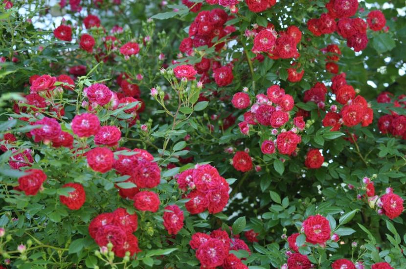 _DSC0657 - VARA 2021_4