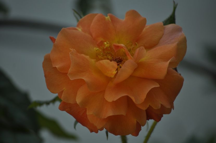 _DSC0661 - VARA 2021_4