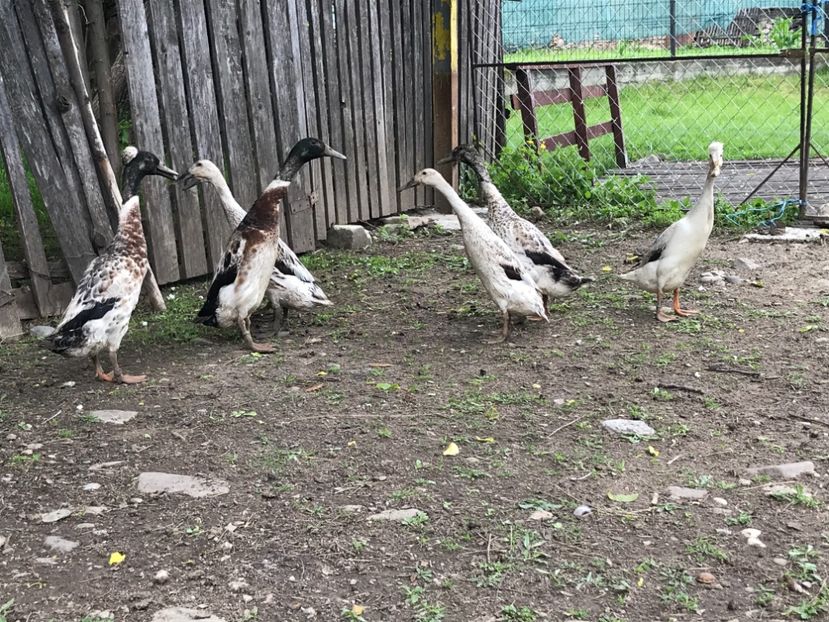 1A7F9F99-4D98-4C4B-98C9-8650FB60DE34 - Matca 2021