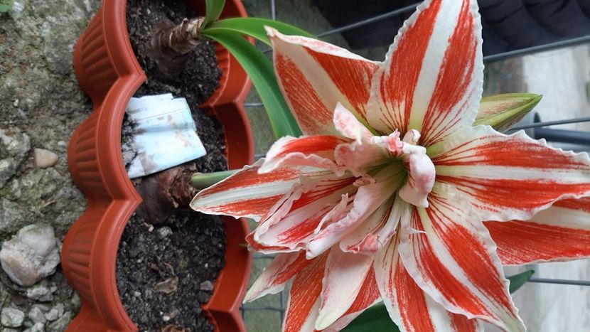  - diverse flori 2021