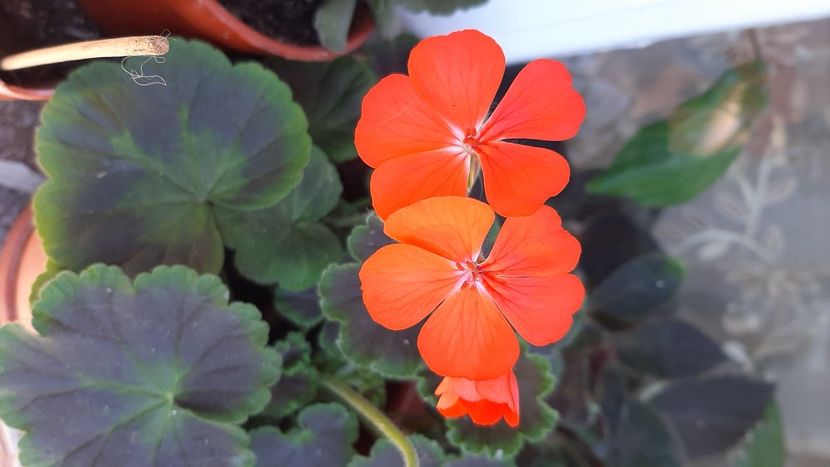  - diverse flori 2021