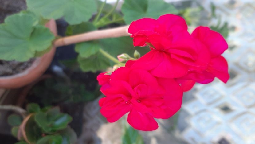  - diverse flori 2021