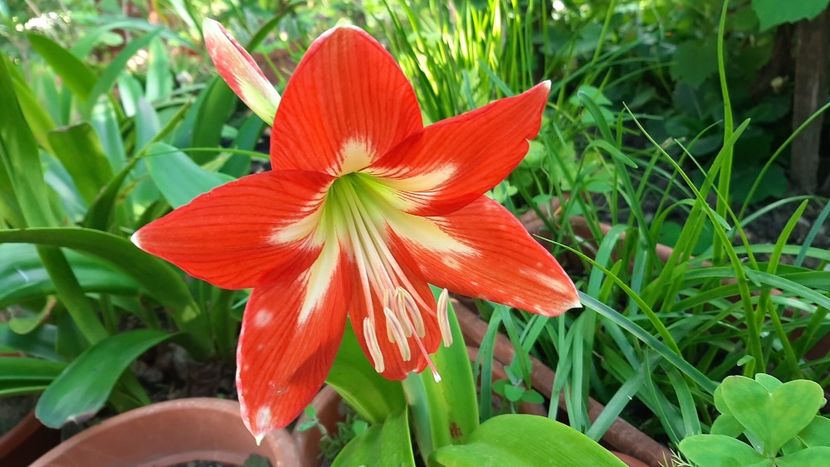  - diverse flori 2021