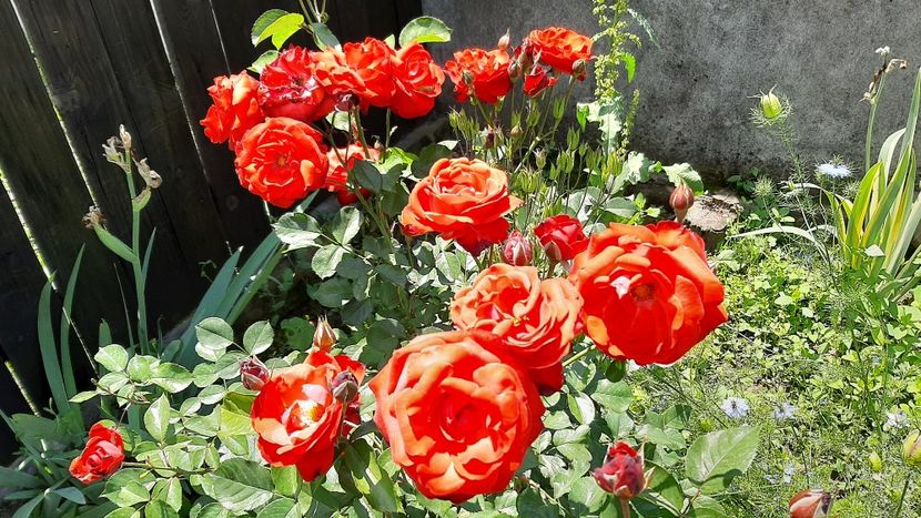  - diverse flori 2021