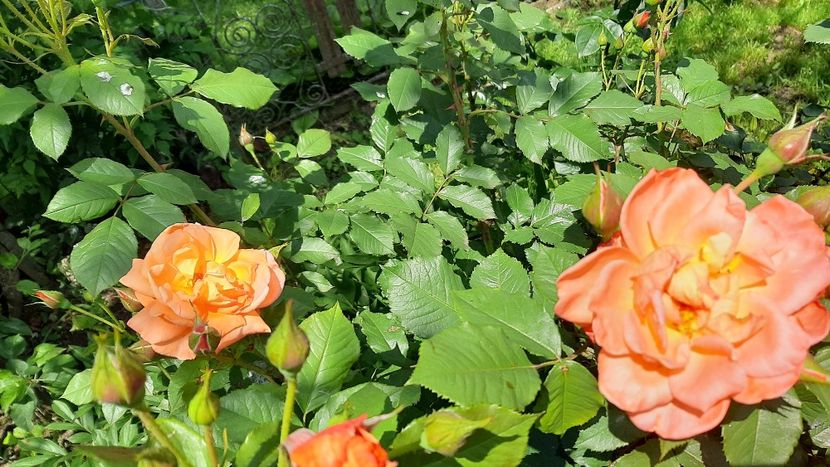  - diverse flori 2021