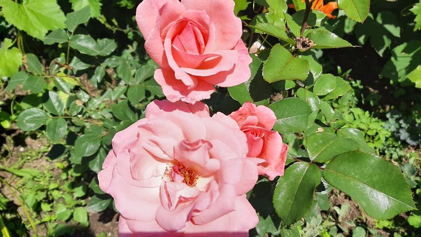  - diverse flori 2021